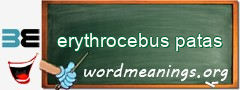 WordMeaning blackboard for erythrocebus patas